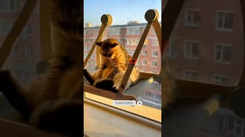 funny cat videos | cute cat videos| cute animals funny cats #shorts #shortsfunny #cutecat #funnycat