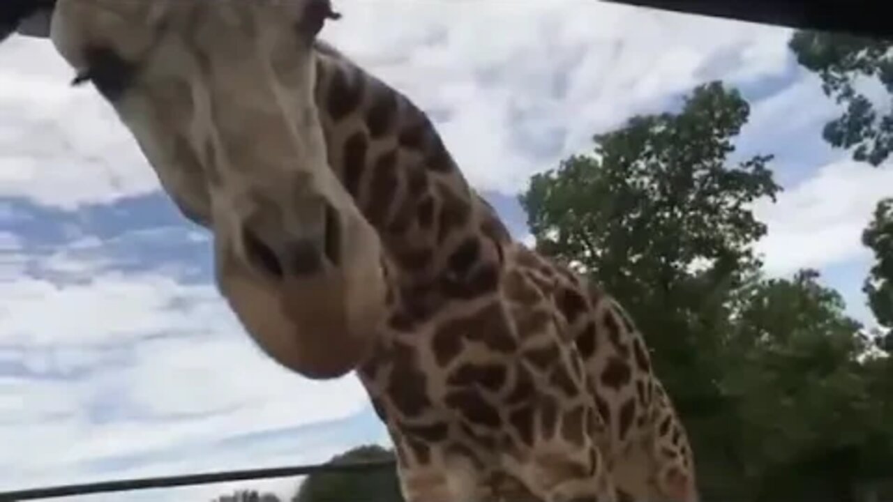 Zebra testing car window durability!