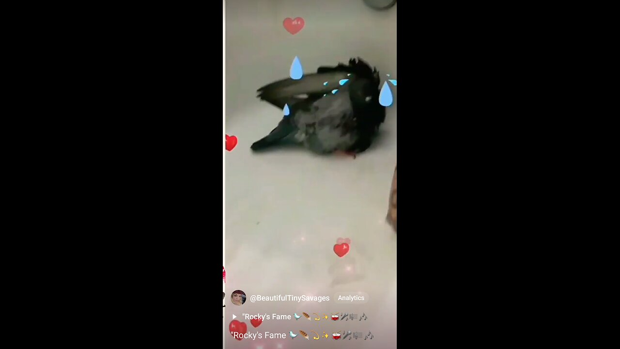 "Rocky's Fame Full Video 🐦🪶💫⭐✨🎼🎶💝💖💃