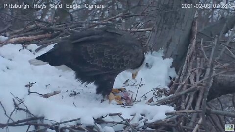 Hays Eagles Mom closeup eating gift fish 2021 02 03 727AM