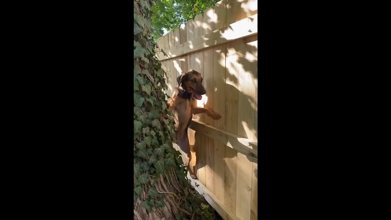 #funnydog