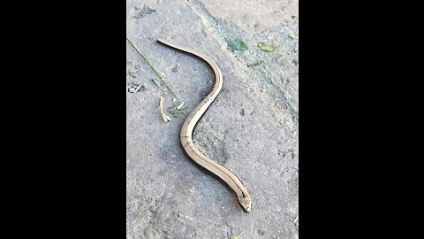 Funny Little Snake