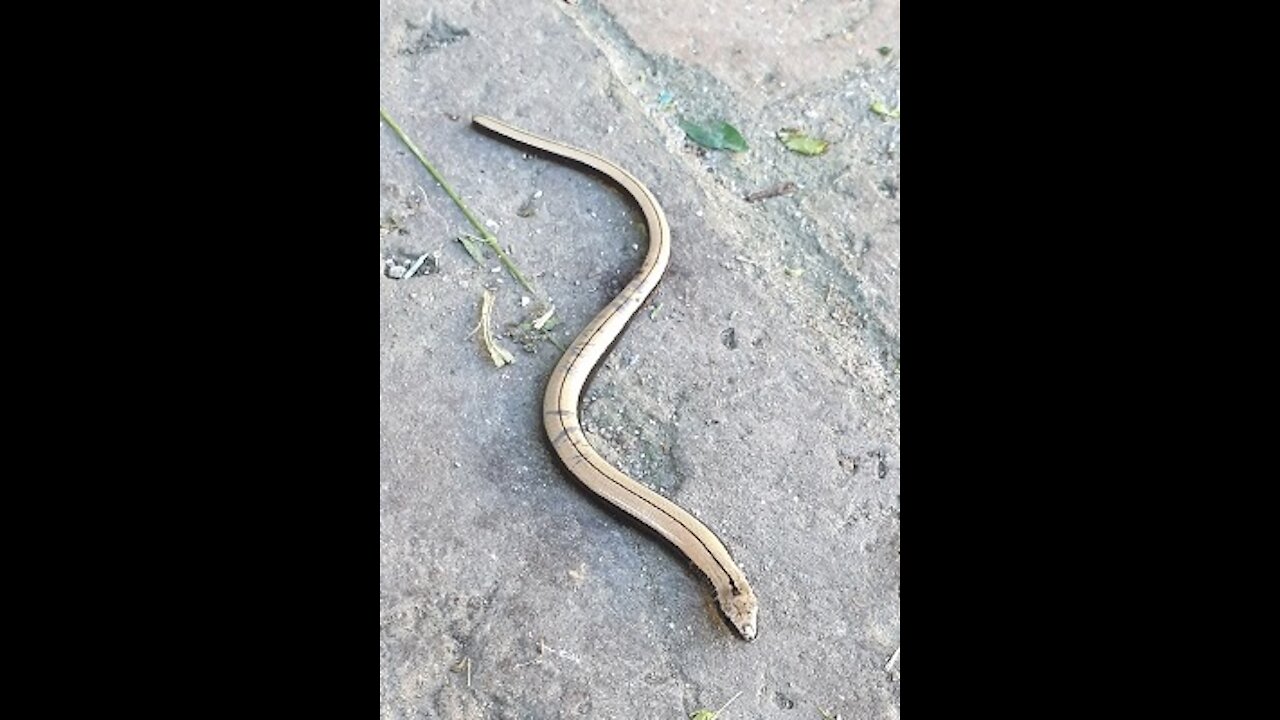 Funny Little Snake