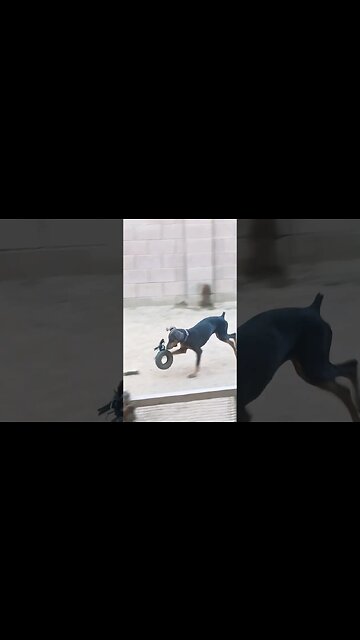 Morning Laps Around the back Yard. 😆👍🐕 #dobermanpinscher #dobermanpuppy #dobermanpinschers #dobies