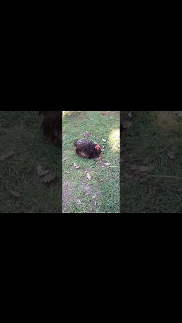 Orpington Rooster having a rest and Goose eating some grass