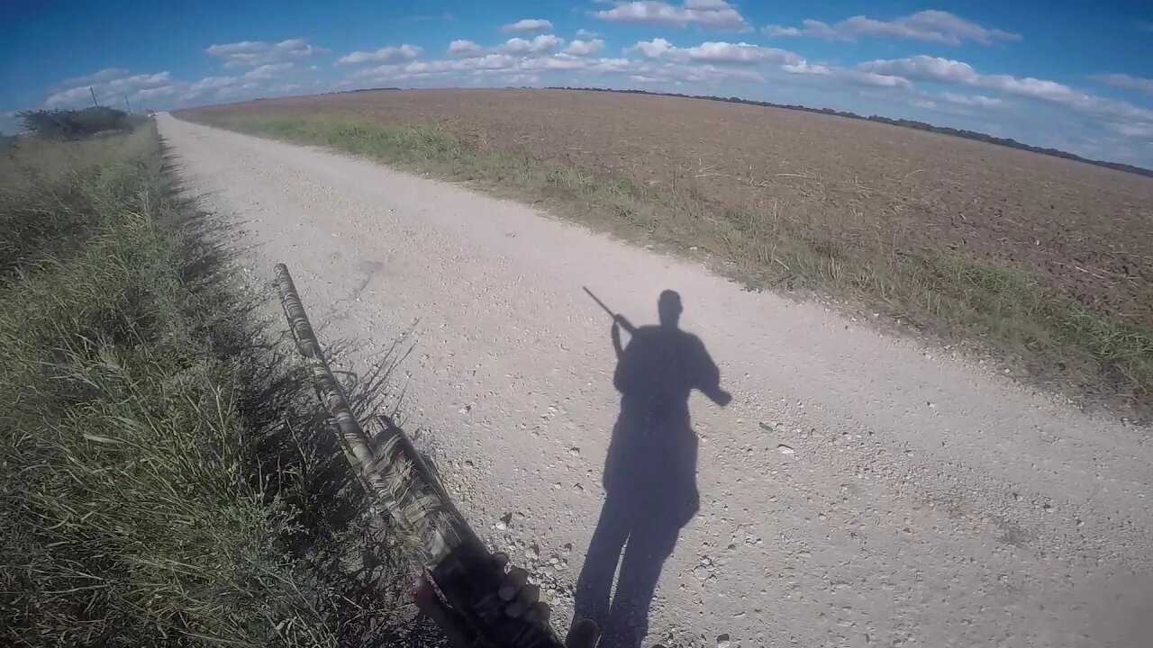 My Best Dove Hunt