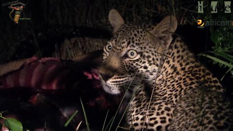 Scotia Female Leopard - Year 2, Independence - 6: Big Impala Ram!!