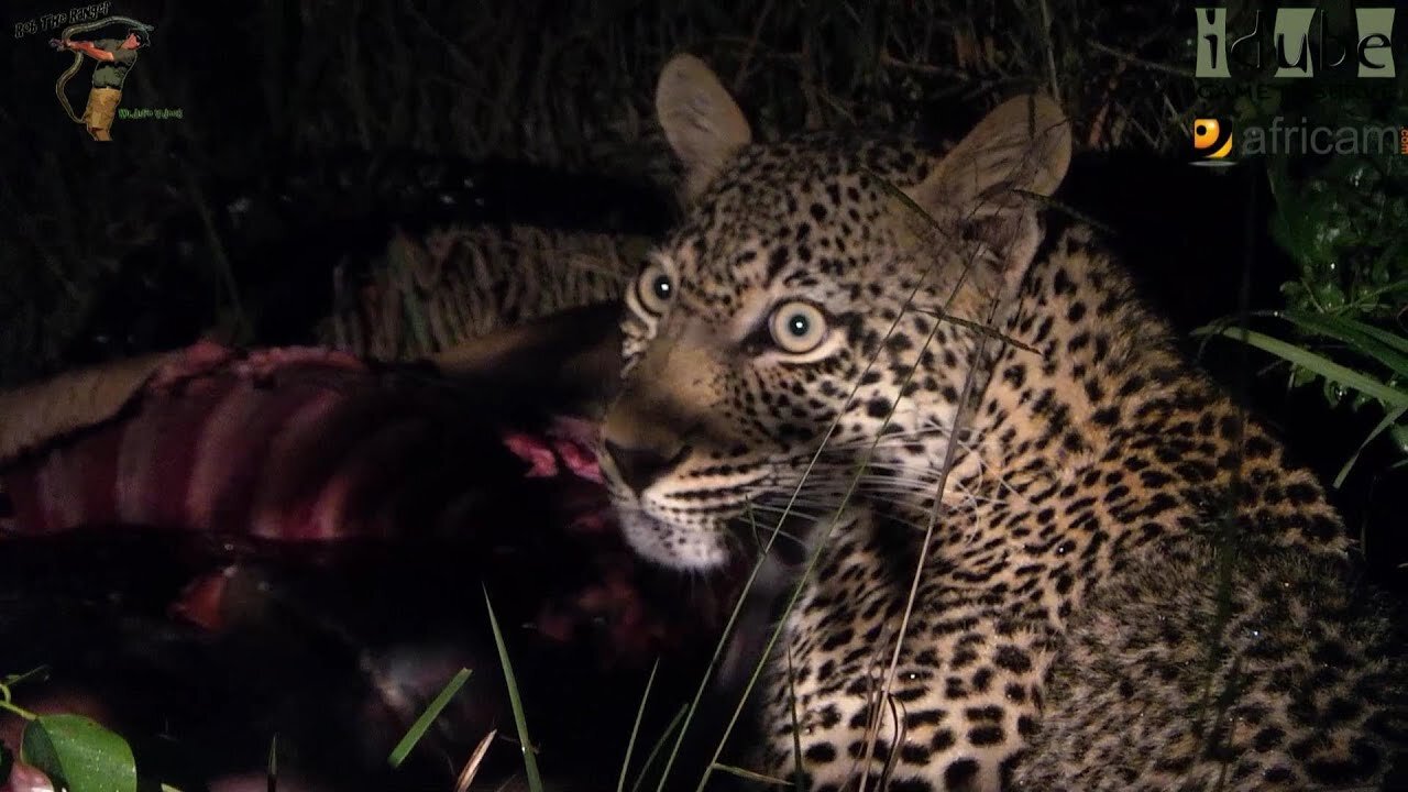 Scotia Female Leopard - Year 2, Independence - 6: Big Impala Ram!!