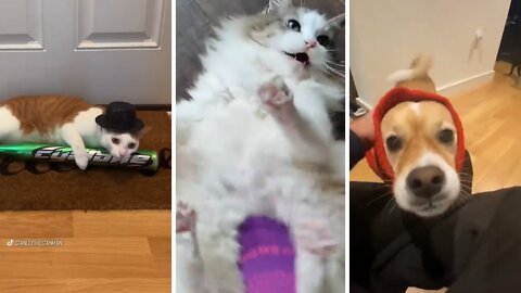 Some Funny Animals To Help Your Day Not Be Boring #02 | Cute Pets