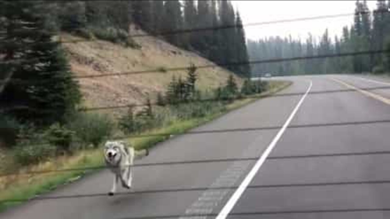 Un loup poursuit une famille