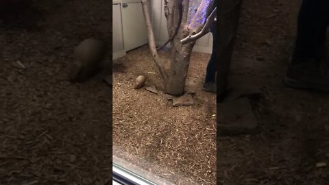 Armadillo Zoomies