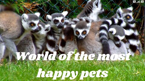 World of the most happy family pets