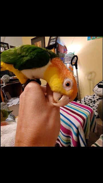 Adorable parrot "surfing" on owners hand