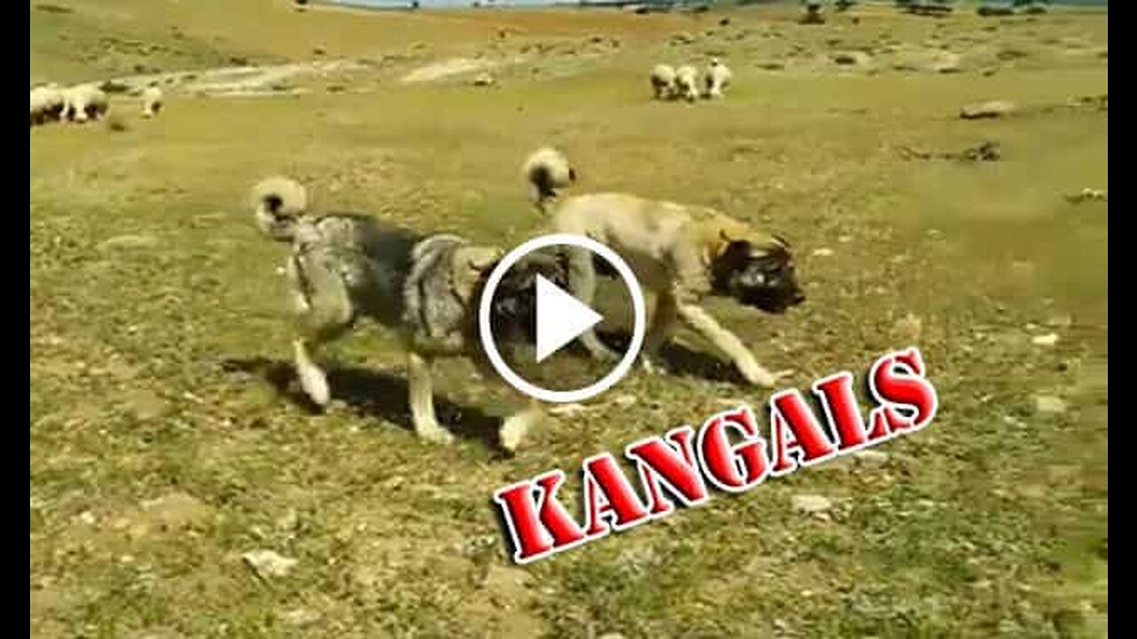 Sivas Kangal Shepherd Dogs at the Mission