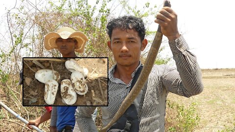 Cobra Catching TV: Dig a cave to catch snake Episode 01| How to catch a Snake in Cave
