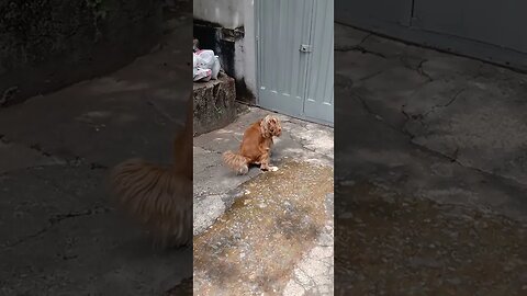 #dogshow , #animals , #dogs , #shorts