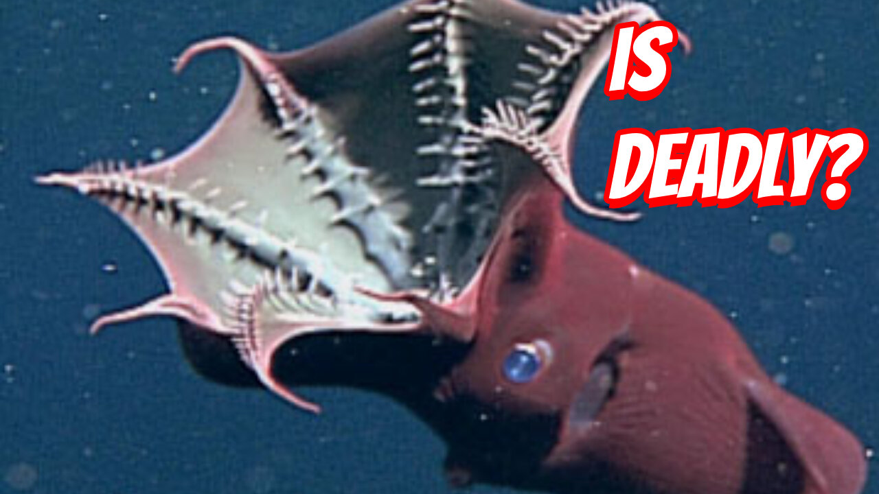 How Unique Is A Vampire Squid