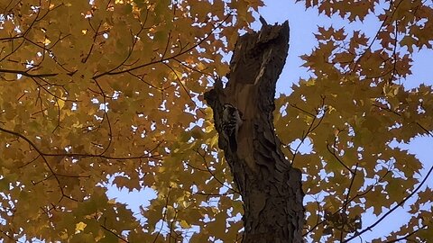 Hairy Wood Pecker James Gardens Toronto