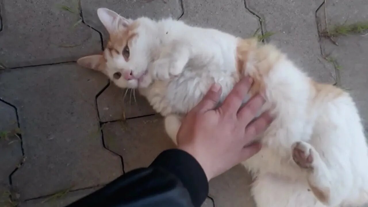 Adorable, Friendly Street Cat