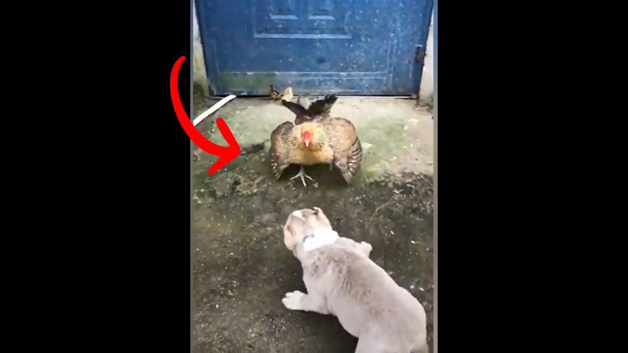 Dog VS Chicken Fight - Funny Fight