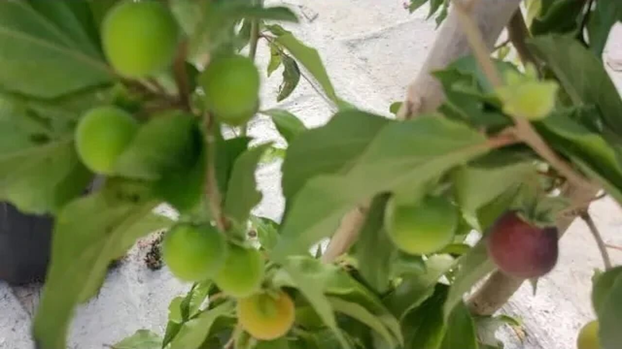 frutíferas produzindo em vaso dovialis doce achachairu coco Sapoti pimenta do reino e hortaliças...