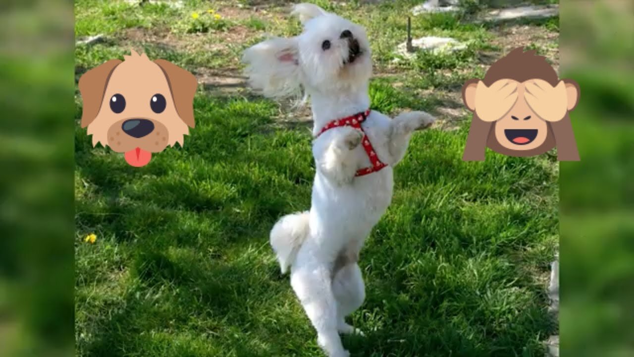 Funny Dog Dancing Video Compilation 2021 – Amazing Talent Dog Dance