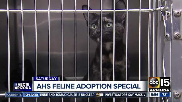Adoption fees waived for cats, kittens