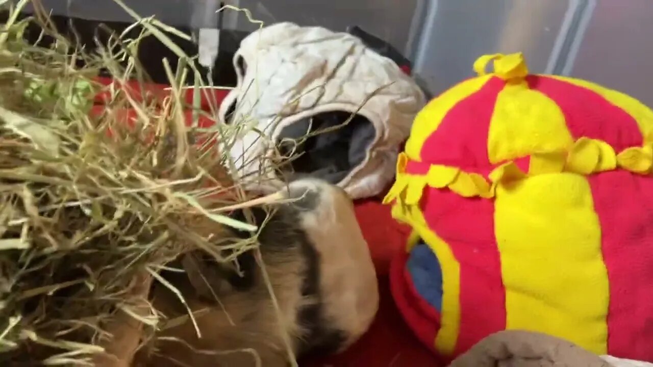 Guinea pigs eating and scratching