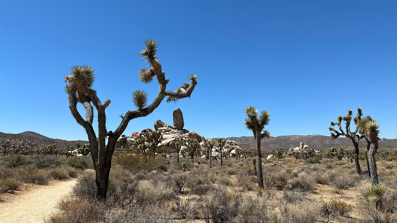 Incredible Experience in Joshua Tree