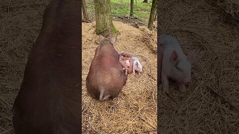 Piggies Snuggling With Momma @UncleTimsFarm #kärnəvór #carnivore #shorts #hereford #freerangepigs