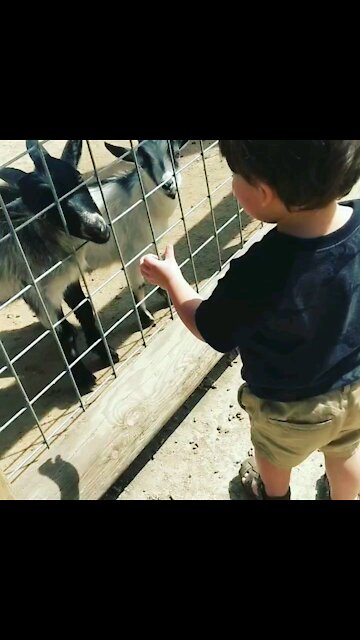 Toddler loves goats