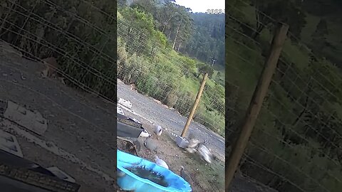 Rooster chases cockerel off hen