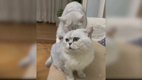 Cute and Funny Cat Videos #catlove #funnycats #cutecats