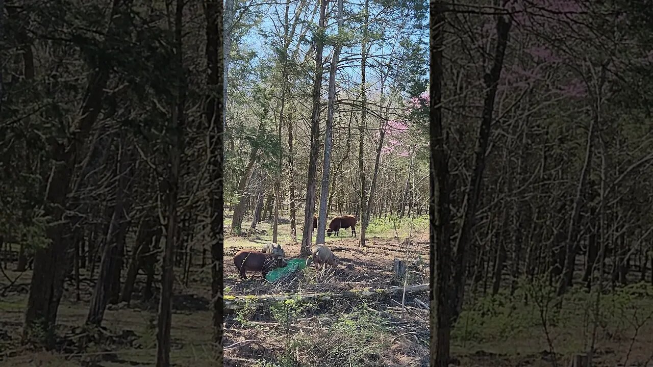 Pigs, Pink Flowers and Cows @UncleTimsFarm #kärnəvór #carnivore #shorts #pigtalk