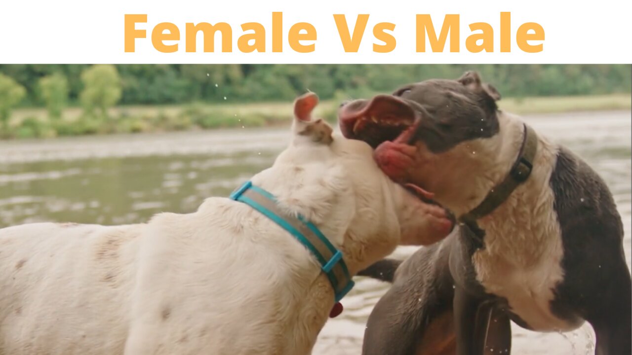 Female Dog vs Male Pit bull Dog