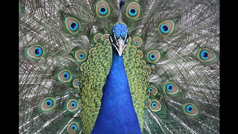 Peacock Displaying His Eye-Spotted