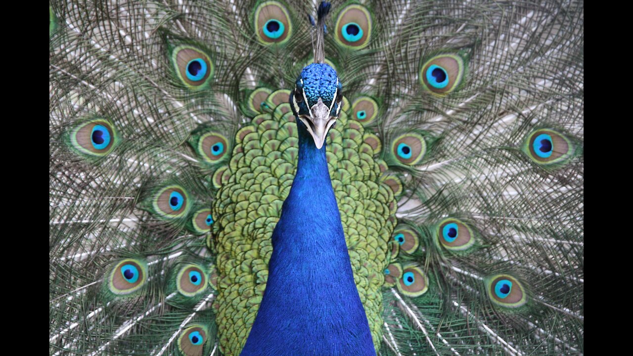 Peacock Displaying His Eye-Spotted