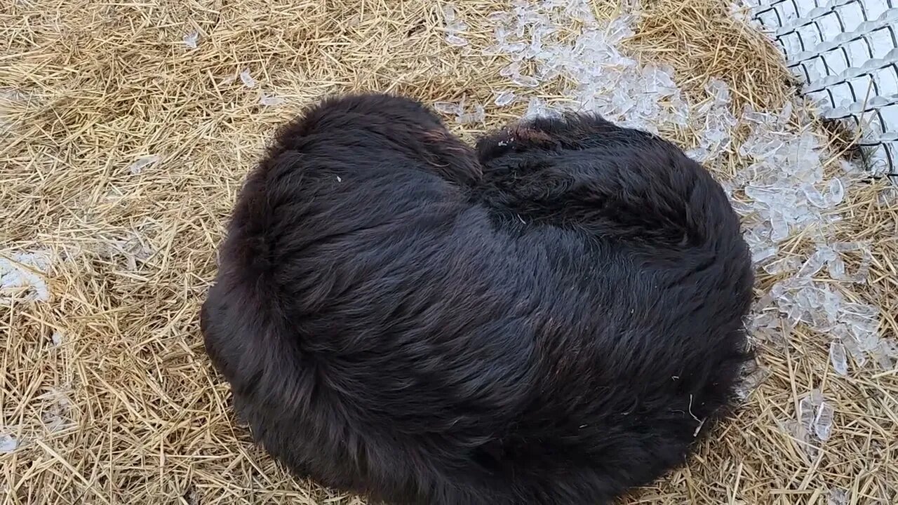 Ancient Guardians Farm Tibetan Mastiffs Bear and Bella with Pygora goats