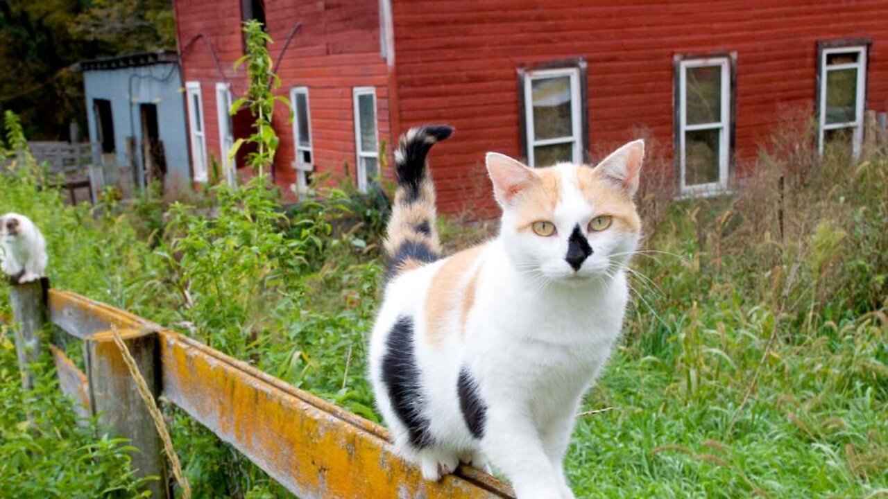 Watch three cats train to jump, challenge you, laughing