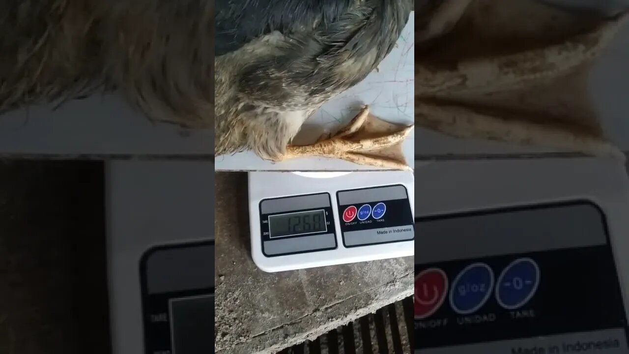 BERAT ENTOK UMUR 6 MINGGU #shorts