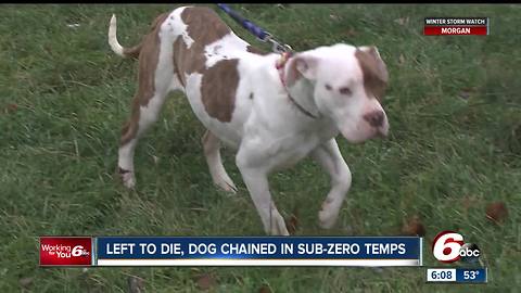 Dog left chained to table in sub-zero temperatures left to die