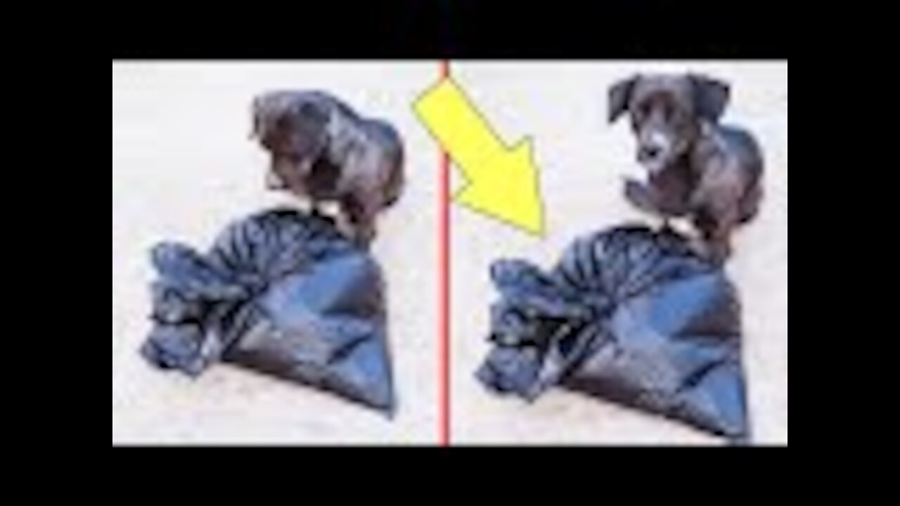 Dog brought home a bag, soon the owner opened it and looked what he found....