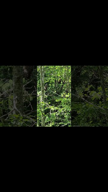 One of our local Barred Owls paid us a visit today.