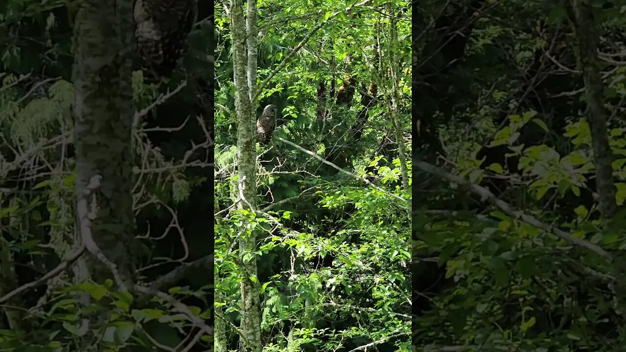 One of our local Barred Owls paid us a visit today.