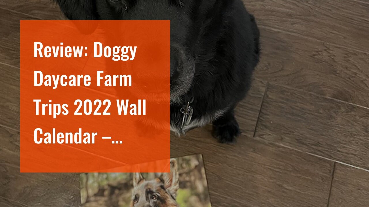 Review: Doggy Daycare Farm Trips 2022 Wall Calendar – 12inchx 24inch opened – Thick paper – Ric...