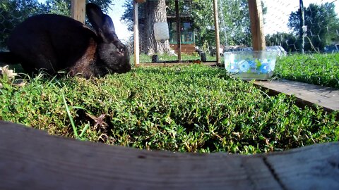 Rabbits enjoy the lawn in the summer