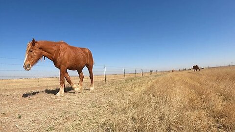 Relaxation with horses grazing in the pasture