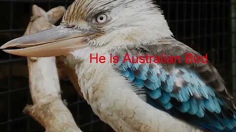 1000 cara belajar bahasa Inggris. BEAUTIFUL BIRD