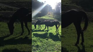 Old horses enjoy the Spring afternoon