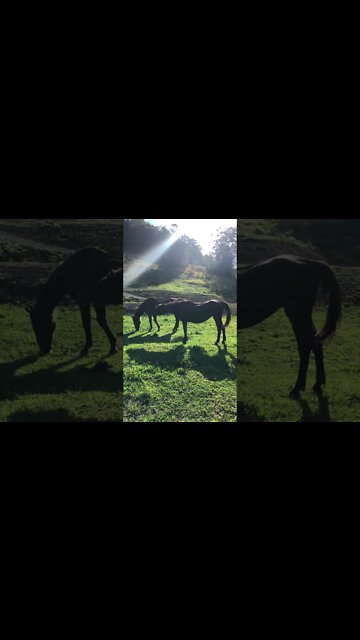 Old horses enjoy the Spring afternoon